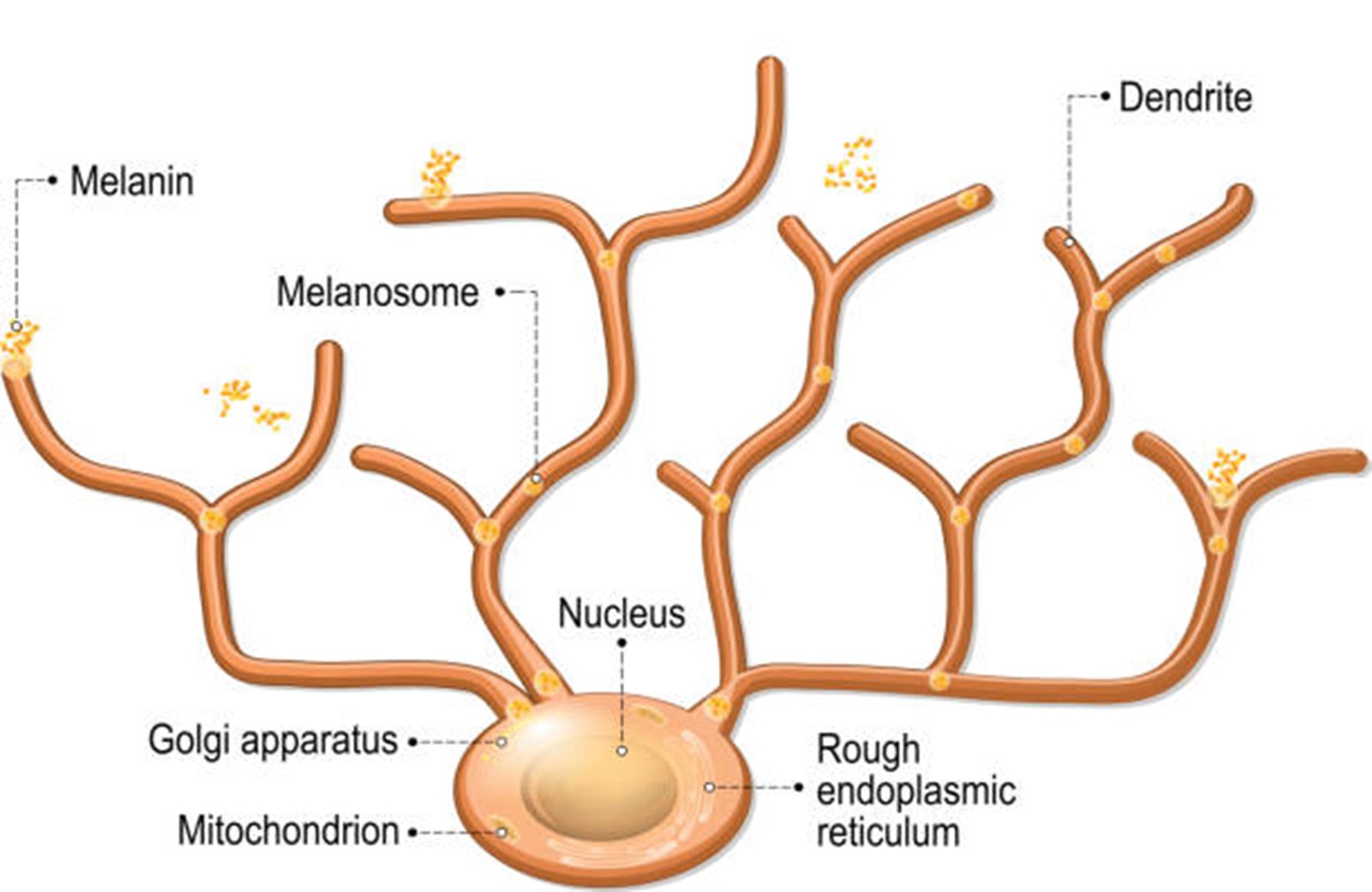 Understanding Melanocytes