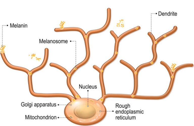 Understanding-Melanocytes