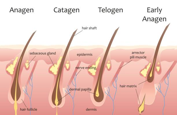 No Results 4 months after hair transplant