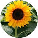 J Sun profile picture
